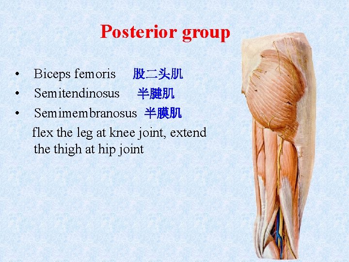 Posterior group • • • Biceps femoris 股二头肌 Semitendinosus 半腱肌 Semimembranosus 半膜肌 flex the