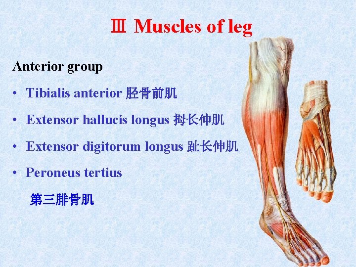 Ⅲ Muscles of leg Anterior group • Tibialis anterior 胫骨前肌 • Extensor hallucis longus