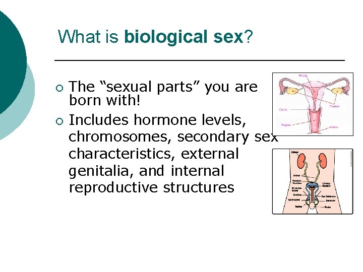 What is biological sex? ¡ ¡ The “sexual parts” you are born with! Includes