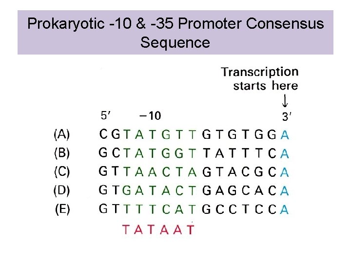 Prokaryotic -10 & -35 Promoter Consensus Sequence 