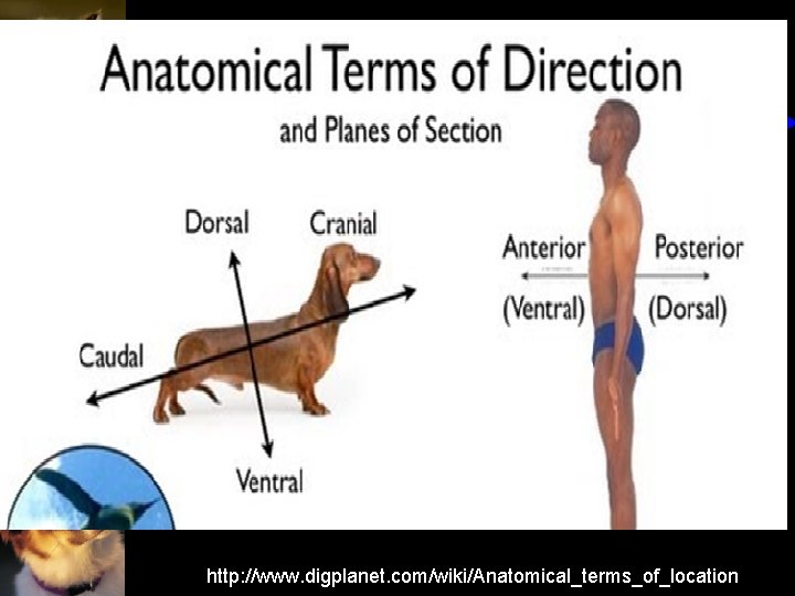 http: //www. digplanet. com/wiki/Anatomical_terms_of_location 