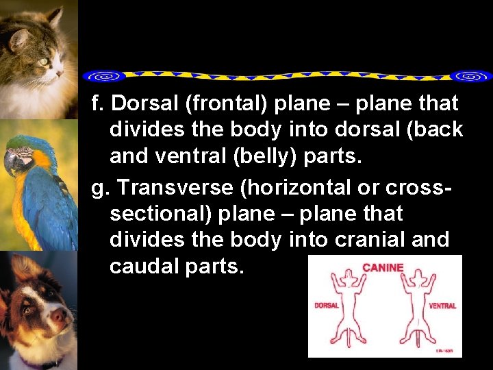 f. Dorsal (frontal) plane – plane that divides the body into dorsal (back and