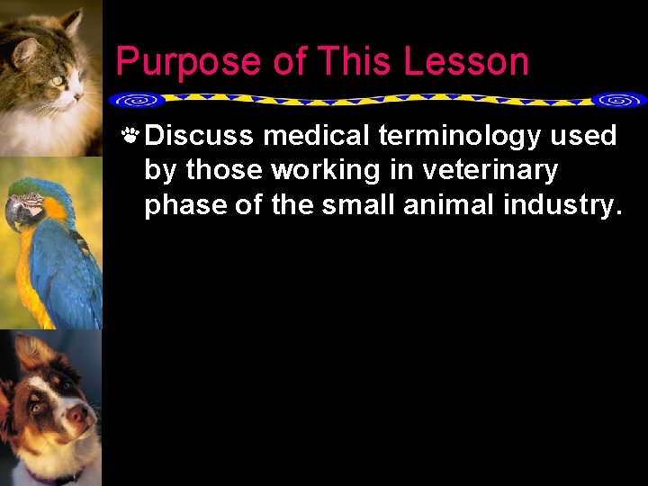 Purpose of This Lesson Discuss medical terminology used by those working in veterinary phase