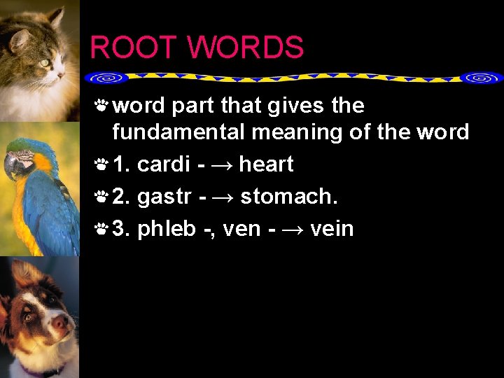 ROOT WORDS word part that gives the fundamental meaning of the word 1. cardi