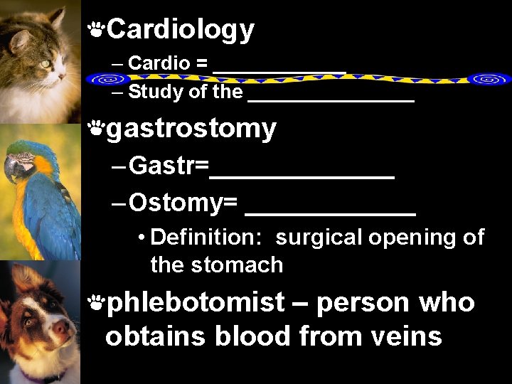 Cardiology – Cardio = ______ – Study of the ________ gastrostomy – Gastr=_______ –