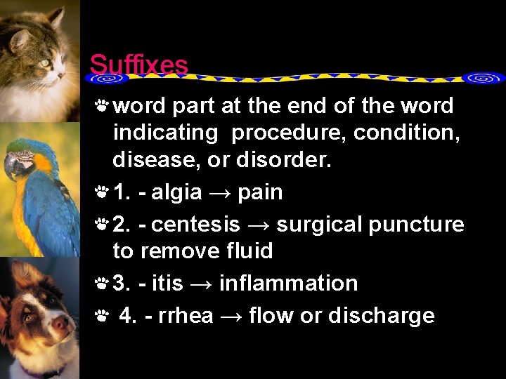 Suffixes word part at the end of the word indicating procedure, condition, disease, or