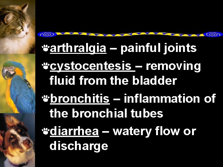 arthralgia – painful joints cystocentesis – removing fluid from the bladder bronchitis – inflammation