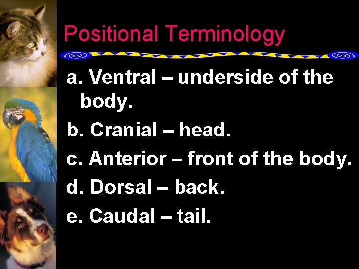 Positional Terminology a. Ventral – underside of the body. b. Cranial – head. c.