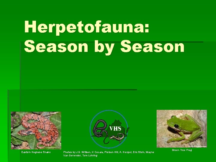 Herpetofauna: Season by Season Eastern Hognose Snake Photos by J. D. Willson, K Cecala,