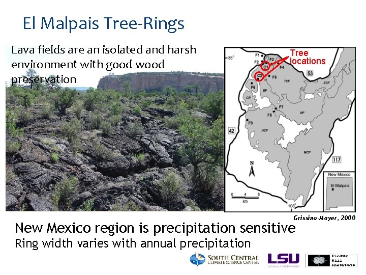 El Malpais Tree-Rings Lava fields are an isolated and harsh environment with good wood