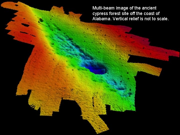 Multi-beam image of the ancient cypress forest site off the coast of Alabama. Vertical