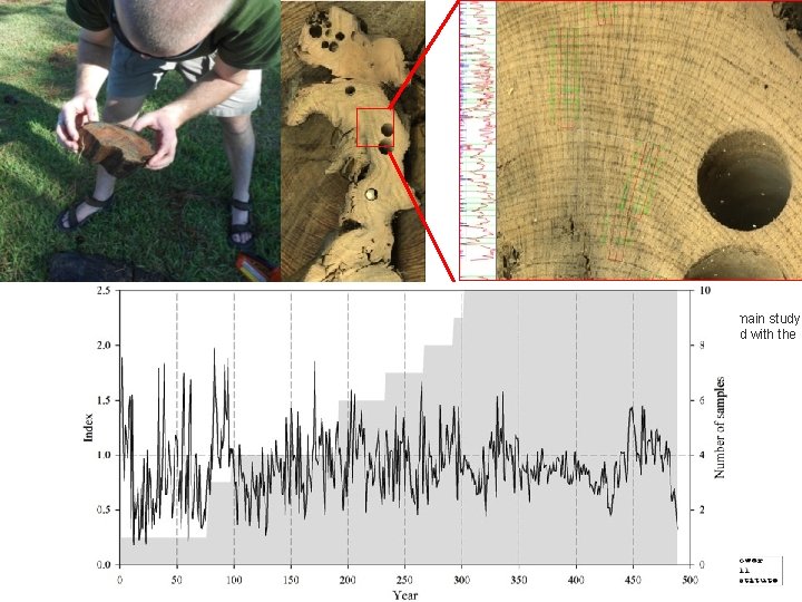 Figure 2. Bald cypress sample with ring width measurements. This sample (ID: GOM 100)