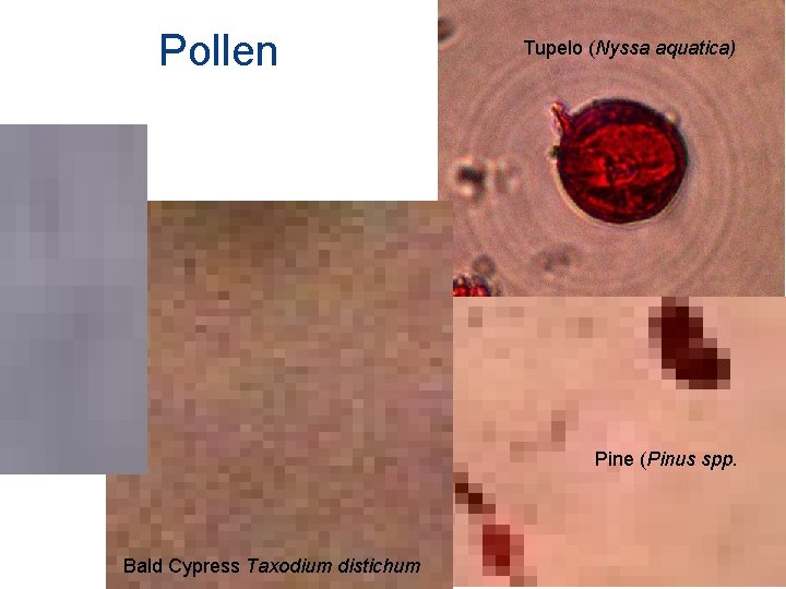 Pollen Tupelo (Nyssa aquatica) Pine (Pinus spp. 29 Bald Cypress Taxodium distichum 