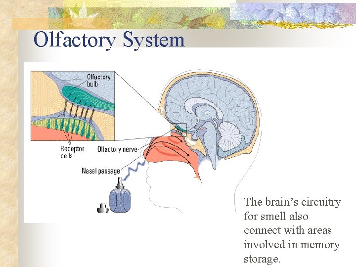 Olfactory System The brain’s circuitry for smell also connect with areas involved in memory