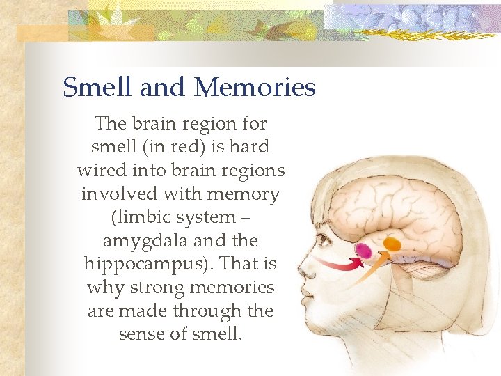 Smell and Memories The brain region for smell (in red) is hard wired into