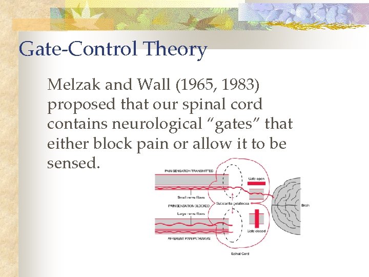 Gate-Control Theory Melzak and Wall (1965, 1983) proposed that our spinal cord contains neurological