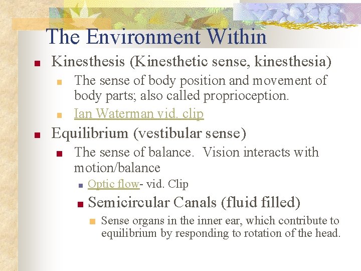 The Environment Within ■ Kinesthesis (Kinesthetic sense, kinesthesia) ■ ■ ■ The sense of