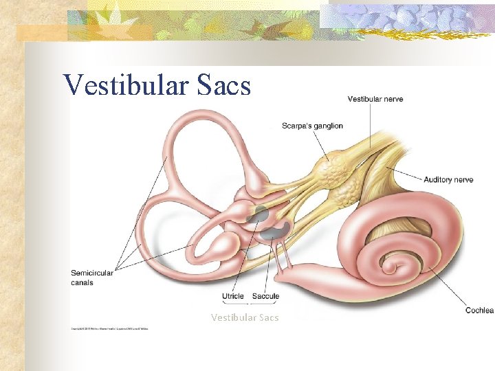 Vestibular Sacs 