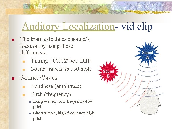 Auditory Localization- vid clip ■ The brain calculates a sound’s location by using these