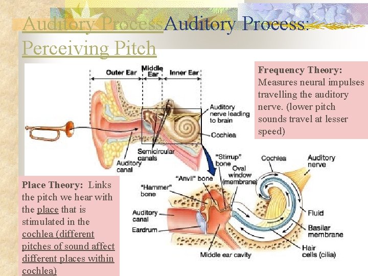 Auditory Process: Perceiving Pitch Frequency Theory: Measures neural impulses travelling the auditory nerve. (lower