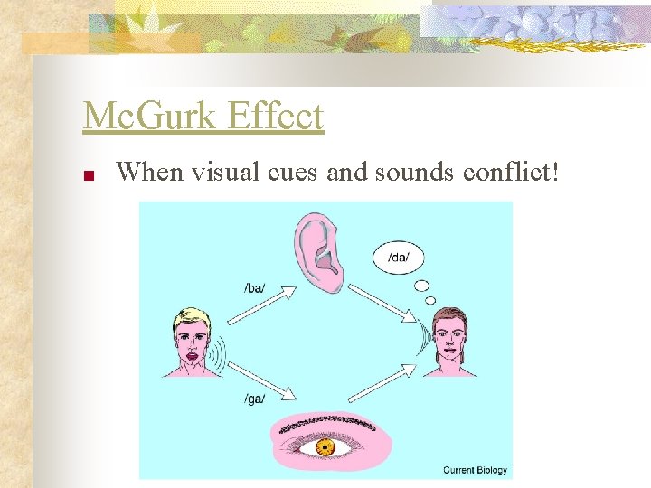 Mc. Gurk Effect ■ When visual cues and sounds conflict! 