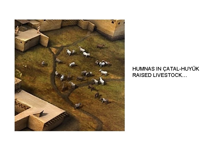 HUMNAS IN ÇATAL-HUYÜK RAISED LIVESTOCK… 
