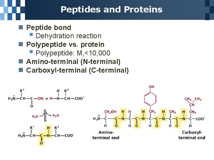 Peptides and Proteins n Peptide bond § Dehydration reaction n Polypeptide vs. protein §