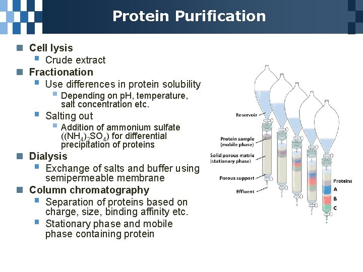 Protein Purification n Cell lysis § Crude extract n Fractionation § Use differences in