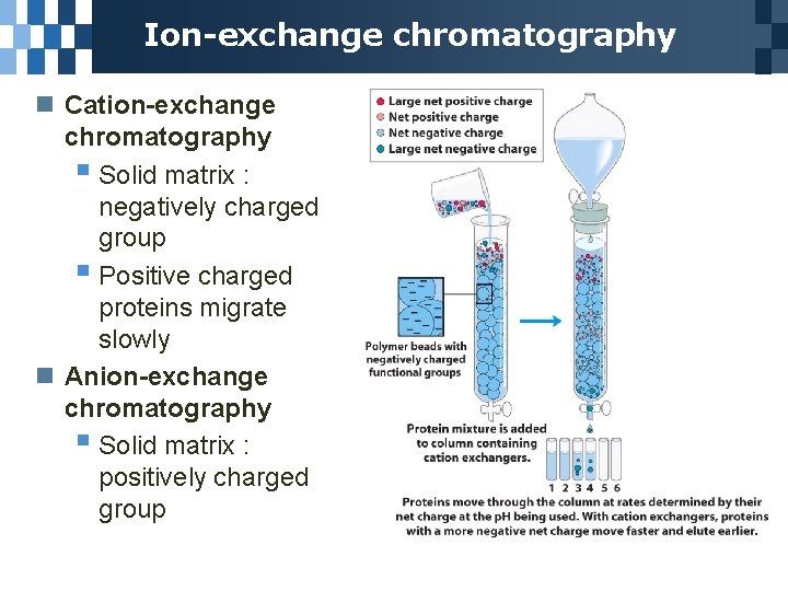 Ion-exchange chromatography n Cation-exchange chromatography § Solid matrix : negatively charged group § Positive