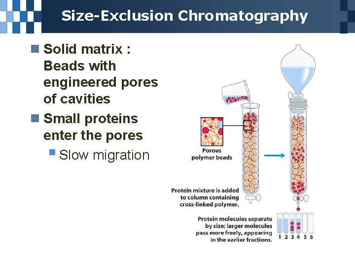 Size-Exclusion Chromatography n Solid matrix : Beads with engineered pores of cavities n Small