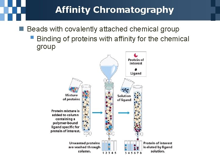 Affinity Chromatography n Beads with covalently attached chemical group § Binding of proteins with