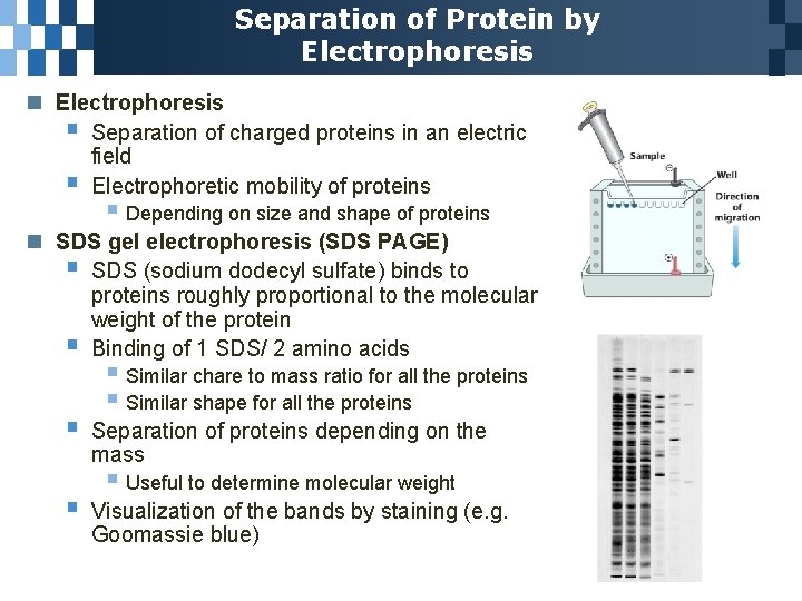 Separation of Protein by Electrophoresis n Electrophoresis § Separation of charged proteins in an