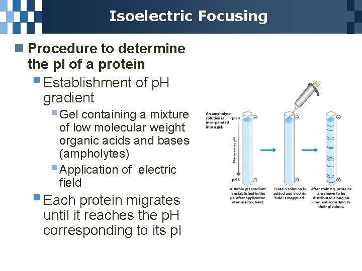 Isoelectric Focusing n Procedure to determine the p. I of a protein § Establishment