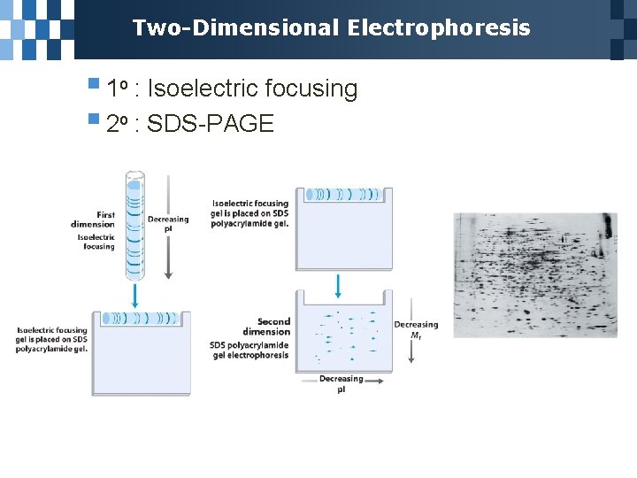 Two-Dimensional Electrophoresis § 1 o : Isoelectric focusing § 2 o : SDS-PAGE 