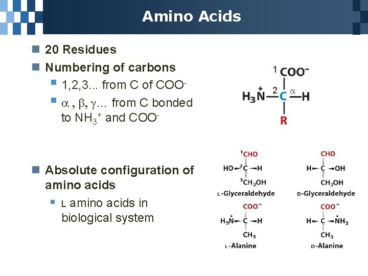 Amino Acids n 20 Residues n Numbering of carbons § 1, 2, 3. .