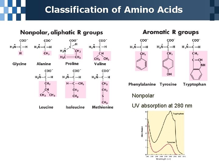 Classification of Amino Acids Nonpolar UV absorption at 280 nm 