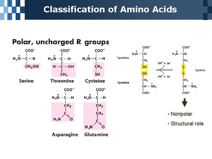 Classification of Amino Acids • Nonpolar • Structural role 