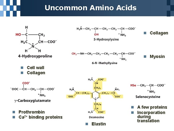 Uncommon Amino Acids n Collagen n Myosin n Cell wall n Collagen n Prothrombin