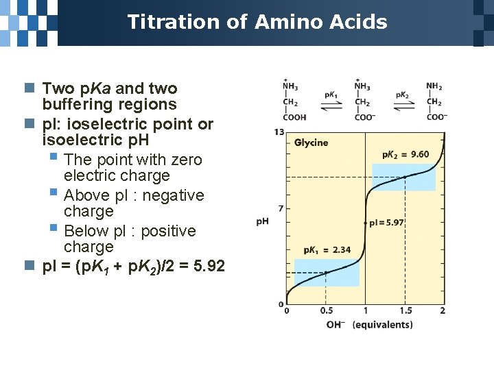 Titration of Amino Acids n Two p. Ka and two buffering regions n p.