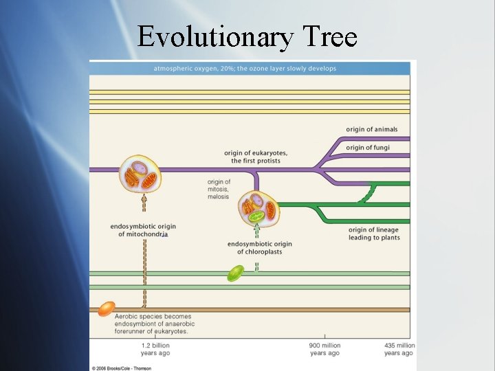 Evolutionary Tree 