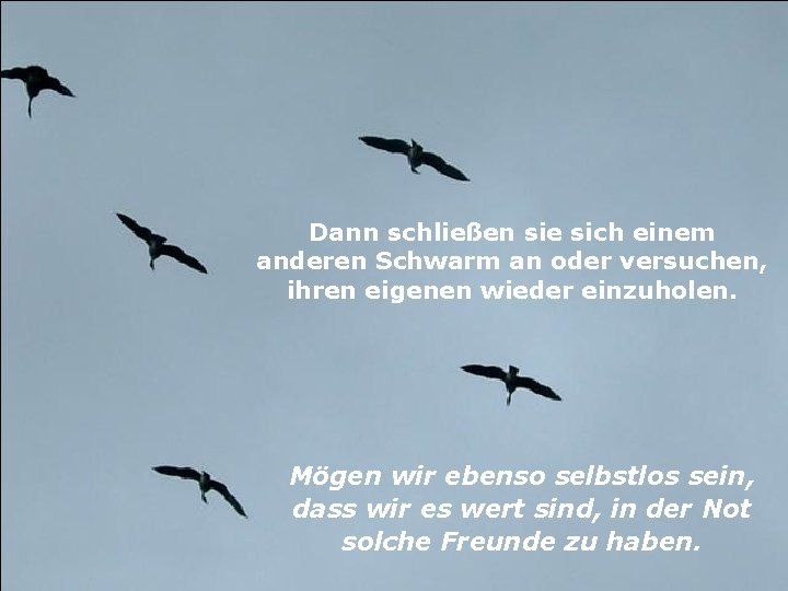 Dann schließen sie sich einem anderen Schwarm an oder versuchen, ihren eigenen wieder einzuholen.