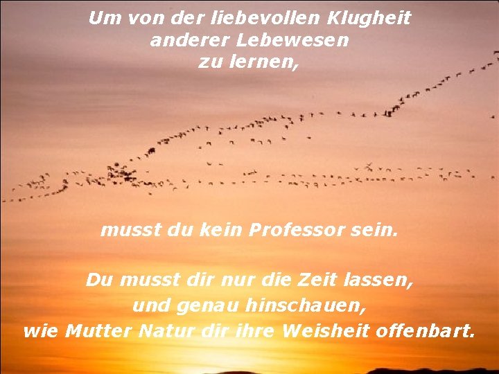 Um von der liebevollen Klugheit anderer Lebewesen zu lernen, musst du kein Professor sein.