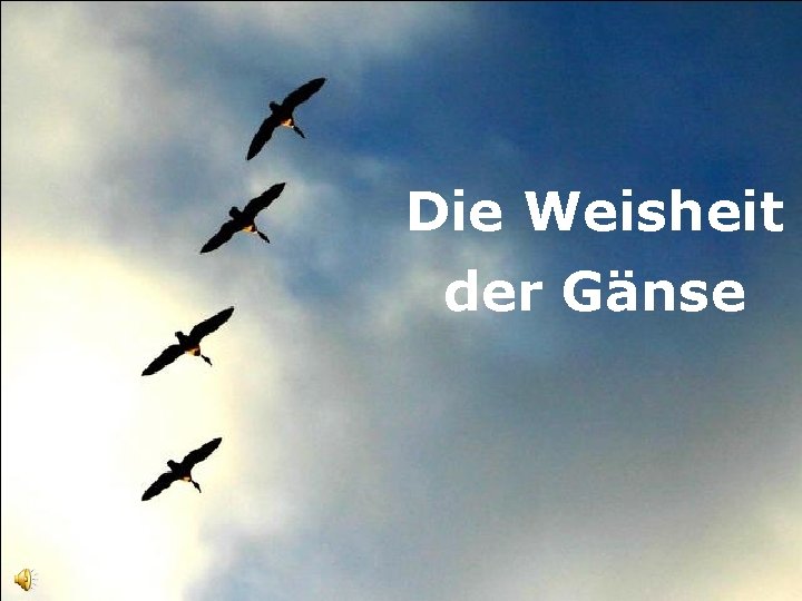 Die Weisheit der Gänse 