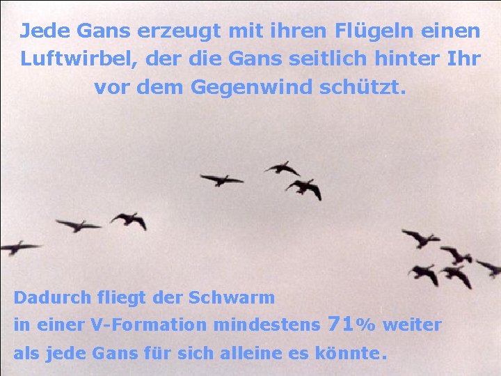 Jede Gans erzeugt mit ihren Flügeln einen Luftwirbel, der die Gans seitlich hinter Ihr