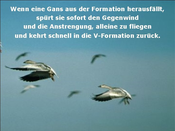Wenn eine Gans aus der Formation herausfällt, spürt sie sofort den Gegenwind und die