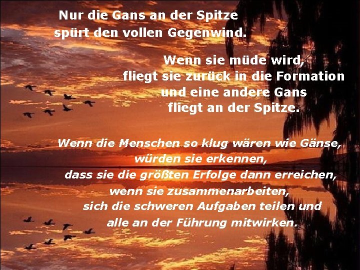 Nur die Gans an der Spitze spürt den vollen Gegenwind. Wenn sie müde wird,