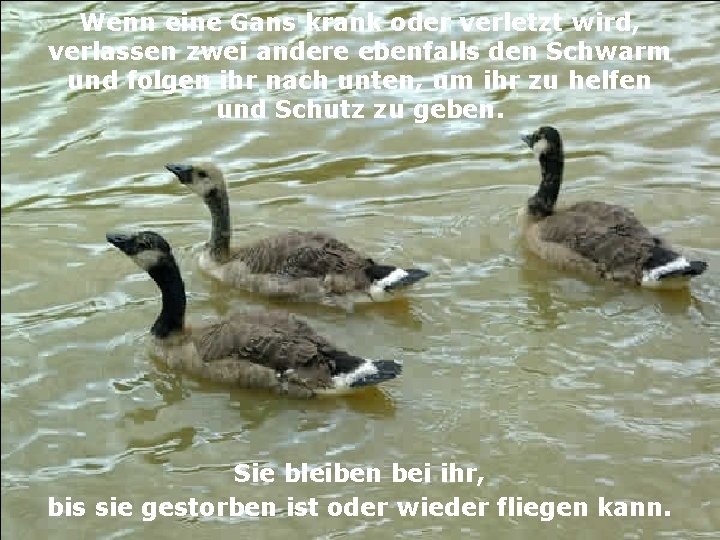 Wenn eine Gans krank oder verletzt wird, verlassen zwei andere ebenfalls den Schwarm und