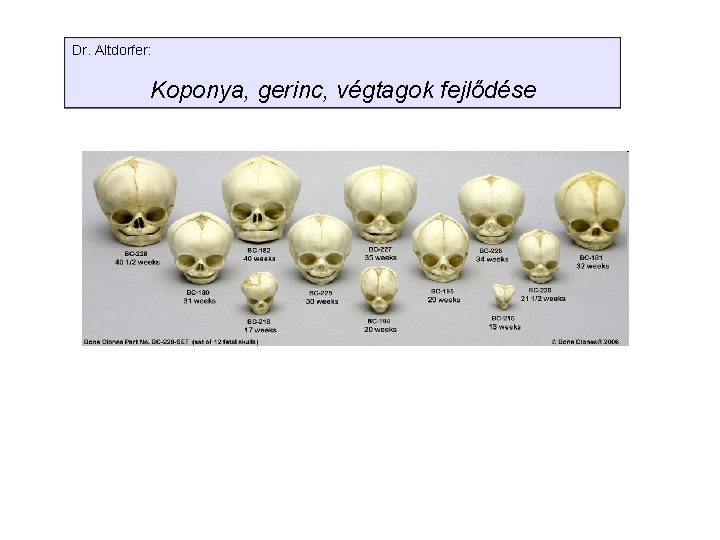Dr. Altdorfer: Koponya, gerinc, végtagok fejlődése 
