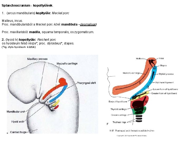 Splanchnocranium - kopoltyúívek. 1. (arcus mandibularis) kopltyúív: Meckel porc Malleus, incus. Proc. mandibularisból a
