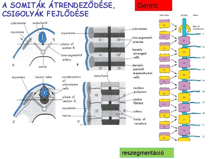 A SOMITÁK ÁTRENDEZŐDÉSE, CSIGOLYÁK FEJLŐDÉSE Gerinc reszegmentáció 